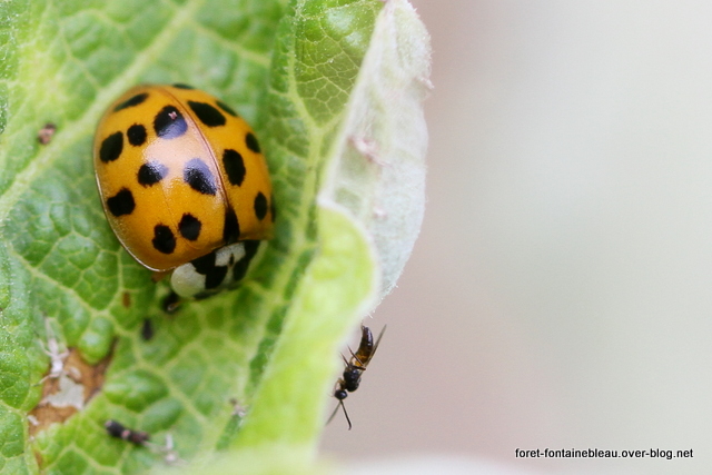 Coccinelles de la forêt de Fontainebleau