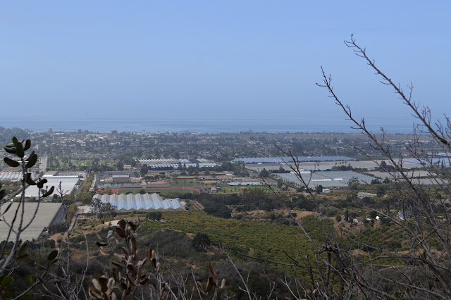 Carpinteria greenhouses and orchards