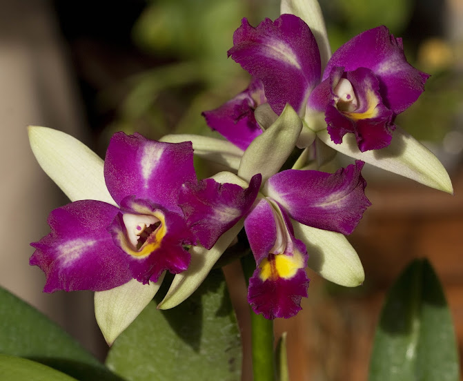 Rhyncholaeliocattleya Haw Yuan Beauty 'pearl' _MG_4295