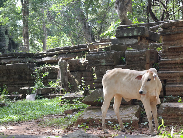 TAILANDIA Y ANGKOR: BIENVENIDOS A ASIA - Blogs de Asia Sudeste - SIEM REAP: BENG MEALEA (6)