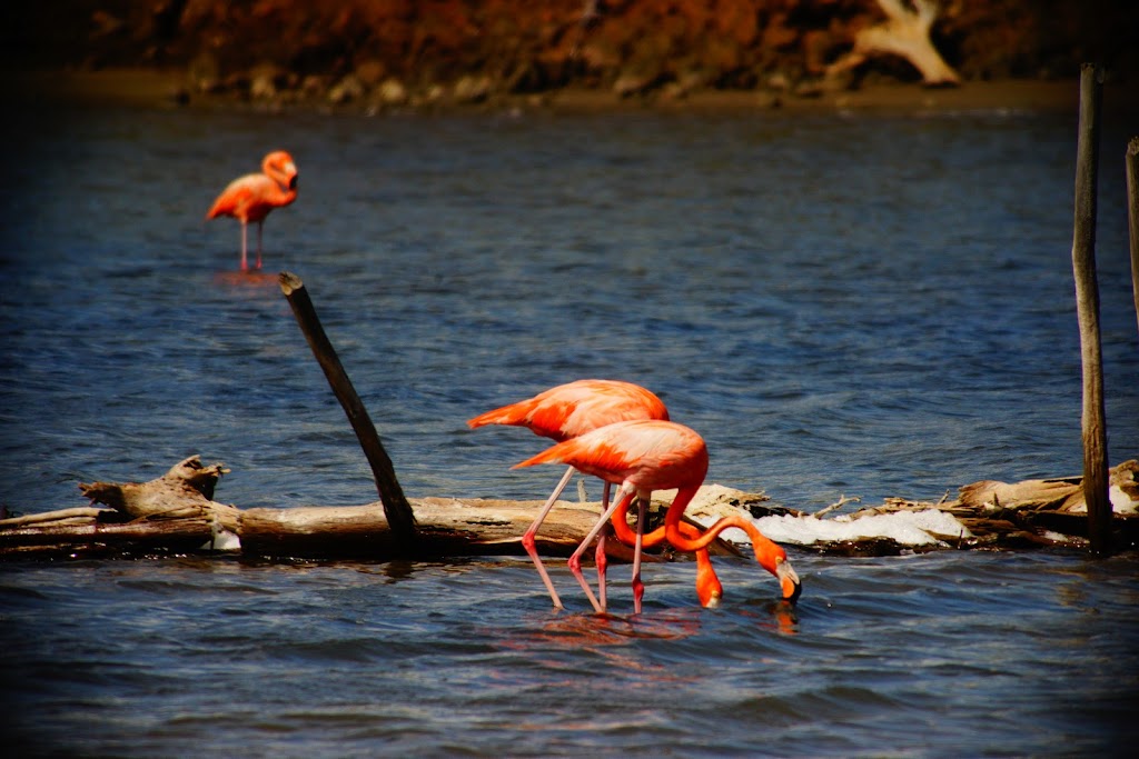 pink flamingoes in Bonaire