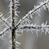 Makroaufnahmen im Winter...