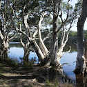 Broad-leaved Paperbark