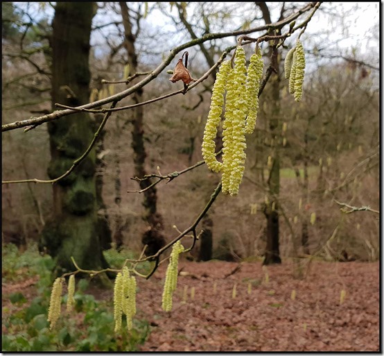 2808LBValleycatkins