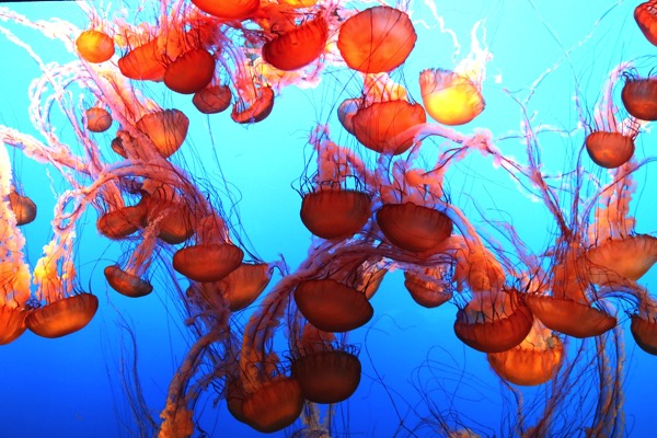 Monterey Bay Aquarium 2