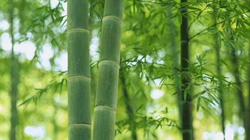 Bamboo, Beppu, Oita, Japan.jpg