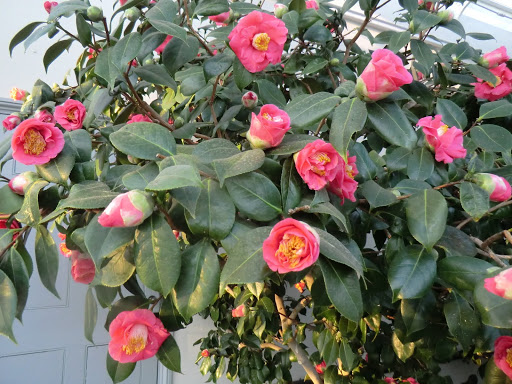 CIMG2411 Camellias in the Conservatory, Chiswick House