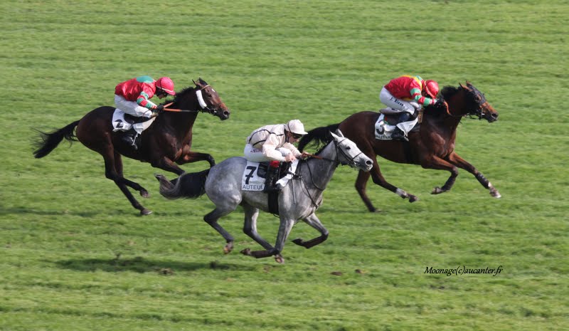 Photos Auteuil 11-10-2015 IMG_5176