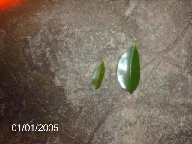 Ficus Microcarpa Começando... PICT0995