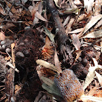 Leaf litter beside track (102457)