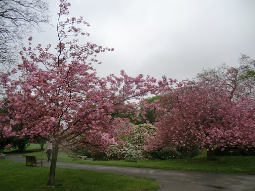 CIMG0352 Spring blossom, Greenwich Park