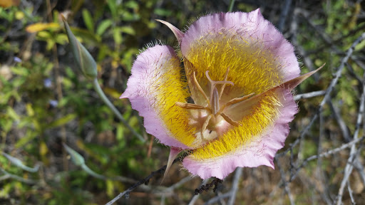 National Park «Cheseboro and Palo Comado Canyon», reviews and photos, 5792 Chesebro Rd, Agoura Hills, CA 91301, USA