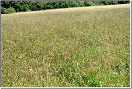 Draycote Meadows - July