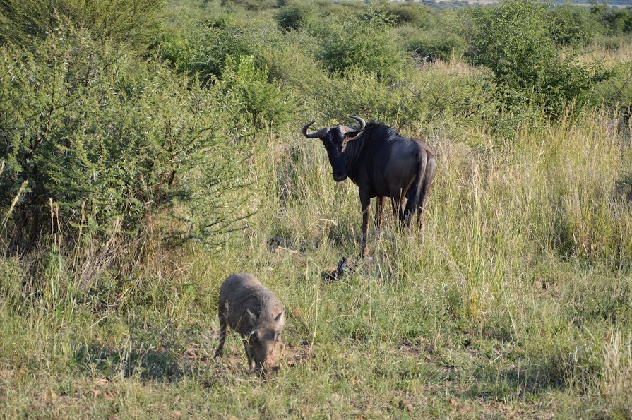 16 DIAS EN SUDAFRICA POR LOSFRATI - Blogs de Sudáfrica - DIA 2 y 3 PILANESBERG NATIONAL PARK (14)