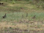 Dusky Grouse: July 12, 2012 (Photo by C. Miller)
