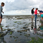 oyster harvesting on Texel in Texel, Netherlands 