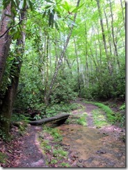 Mingus Creek Trail