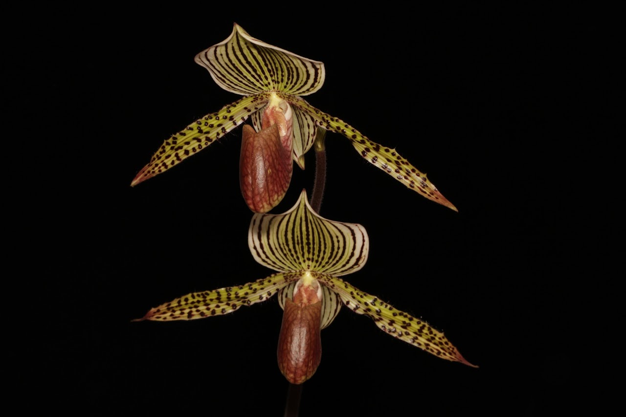 Paphiopedilum Wiertzianum (rothschildianum X lawrenceanum) IMG_7051