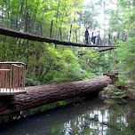 the forest at the Capilano Suspension Bridge in North Vancouver, Canada 