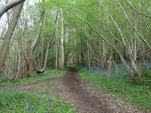 CIMG6367 Woodland path near Crippenden Manor