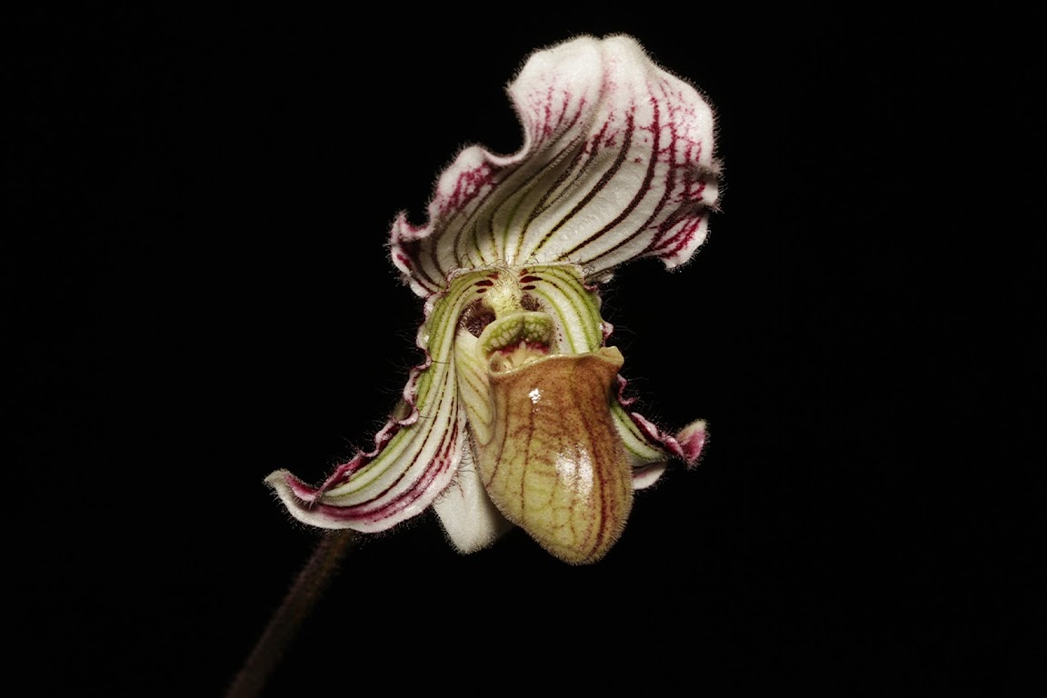 Paphiopedilum fairrieanum IMG_5435