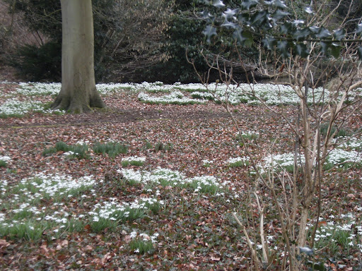 1003130007 Snowdrops in wood near Little Missenden