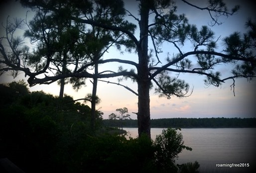 Pines along the lake