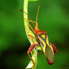 Leaf-footed bug