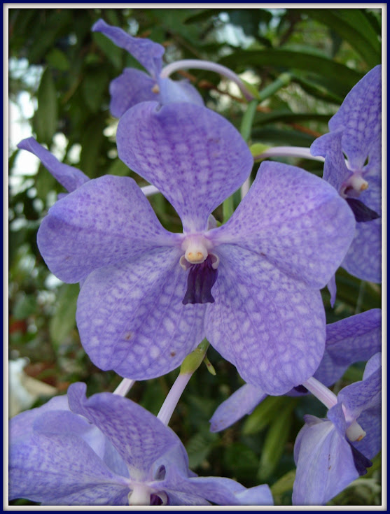 Vanda Rothschildiana S1052816