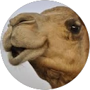 george the camel