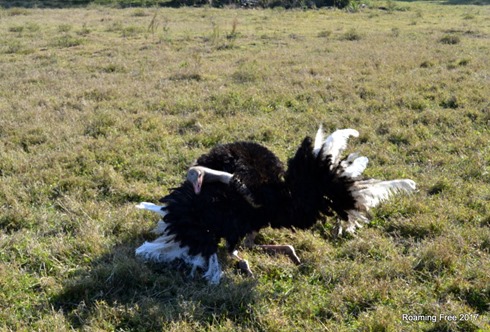 Mating Dance