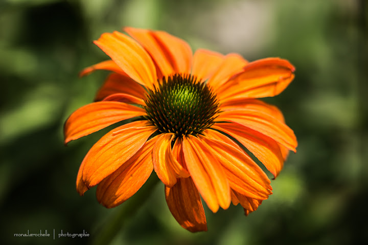 Echinacea Tangerine Dream Echin-tangerine-dream-130720-27rm