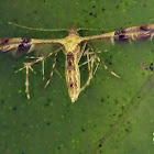 Starfruit flowermoth