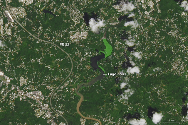 On 23 September 2016, the Operational Land Imager (OLI) on the Landsat 8 satellite captured this image of Puerto Rico before Hurricane Maria. This image shows an interior portion of the island around the Lago Loíza reservoir, south of San Juan and north of Caguas. Photo: Joshua Stevens / NASA Earth Observatory