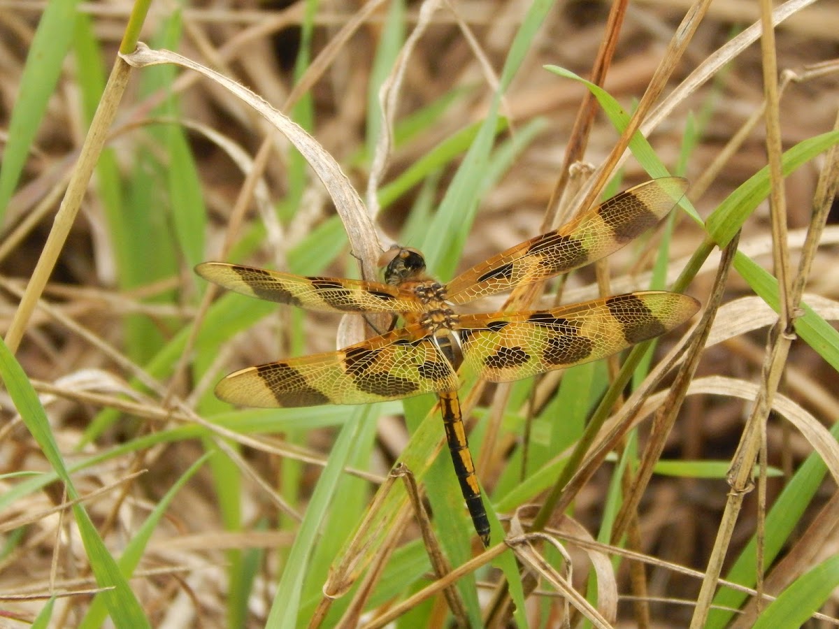 Halloween Pennant