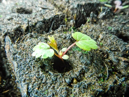 Strawberry Seedlings