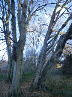 CIMG7584 Ancient hornbeams, Lullingstone Park