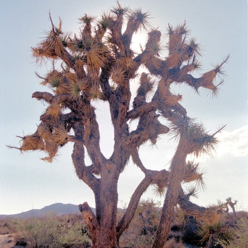 Joshua Trees JoshTree_42.jpg