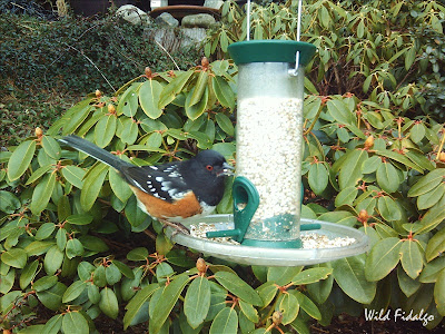 Spotted Towhee