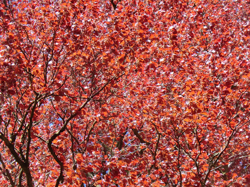 CIMG4180 Copper beech leaves, Banstead Wood