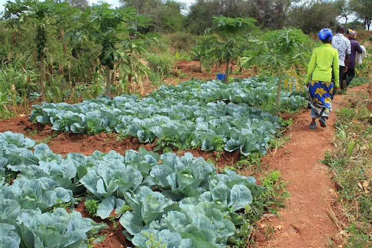 Farmers in Kyuso are practicing farming through meander irrigation