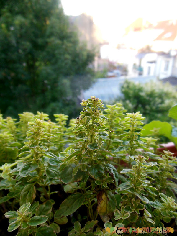 My balcony urban vegetable garden June 2015 in Brussels Coriander