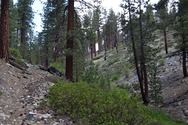 trail up Hessian Meadow