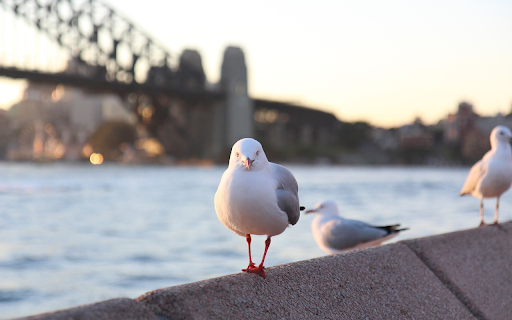 seagulls