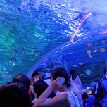 underwater tunnel at the Shinagawa Aquarium in Shinagawa, Japan 