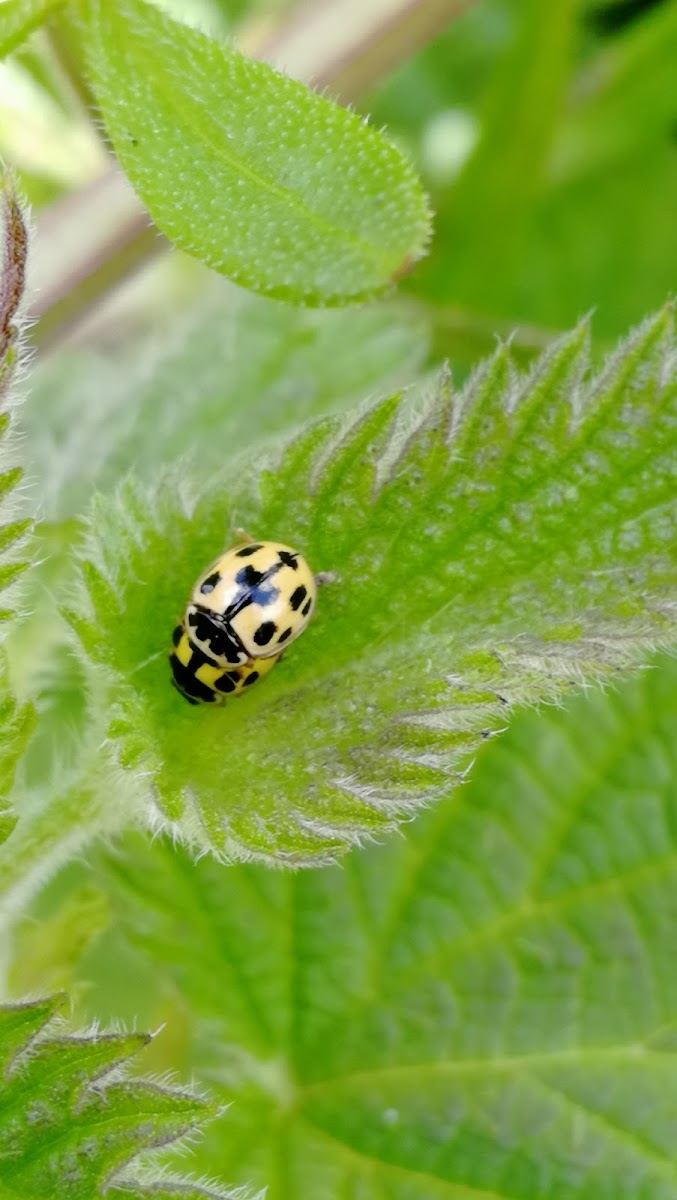 14-Spotted Ladybeetle