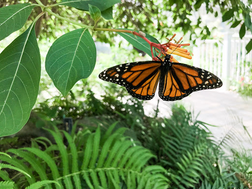 Tourist Attraction «The Shops at The Butterfly Estates and Florida Native Butterfly Society Conservatory (501c3)», reviews and photos, 1815 Fowler St, Fort Myers, FL 33901, USA