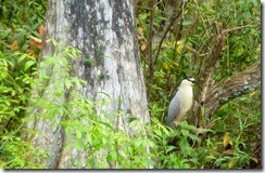 Night heron