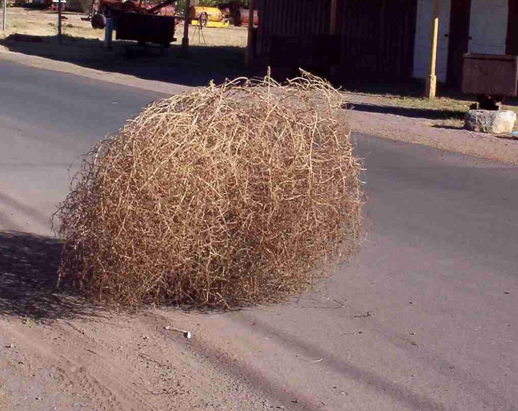 Tumbleweed Mania Chandler, Arizona is a common southwestern city with 1