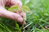 5 Cara Efektif Mencegah Rumput Liar Tumbuh di Taman Anda